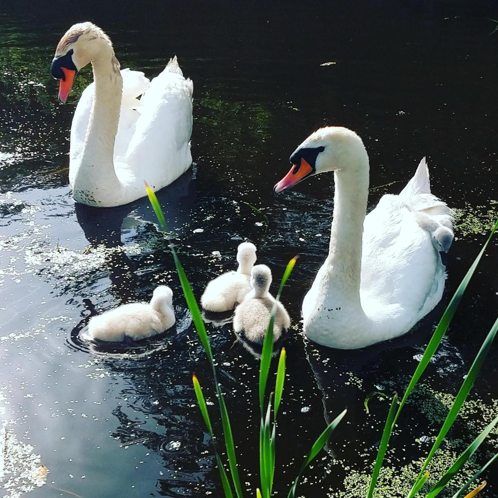 Het Waterhoentje Sint Jansklooster Екстер'єр фото